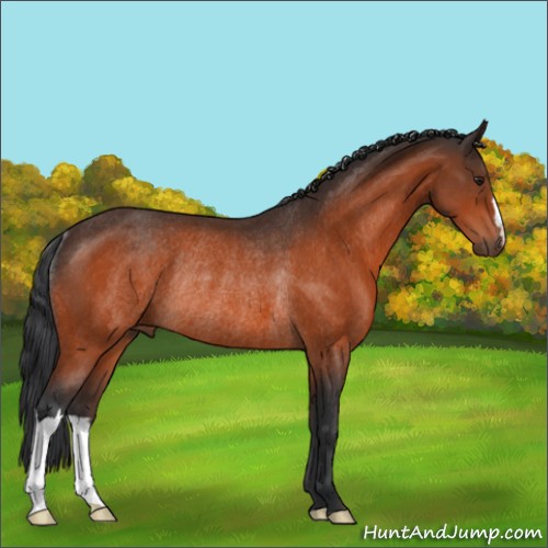 Horse Color:Brown Rabicano 