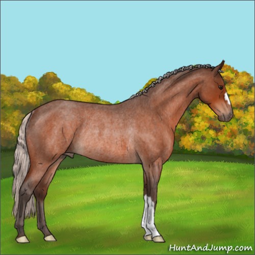 Horse Color:Silver Bay Roan Rabicano 