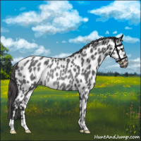 Horse Color:Blue Roan Leopard Rabicano 