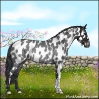 Horse Color:Blue Roan Appaloosa Rabicano 