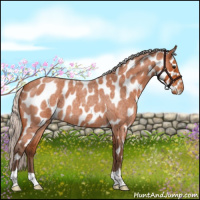 Horse Color:Silver Bay Roan Appaloosa 