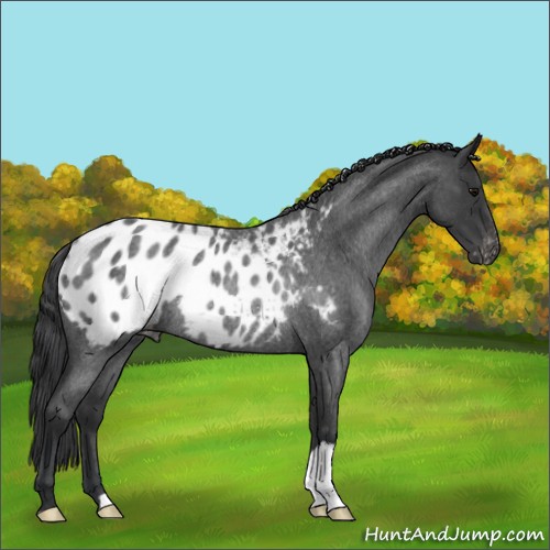 Horse Color:Blue Roan Appaloosa Rabicano 