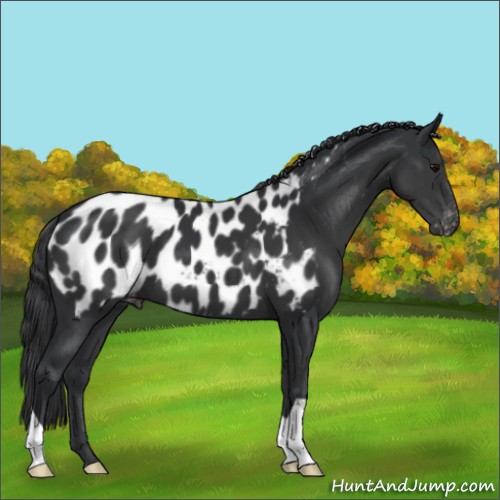 Horse Color:Black Appaloosa 