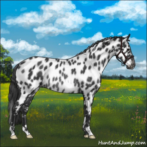 Horse Color:Black Near Leopard Rabicano 