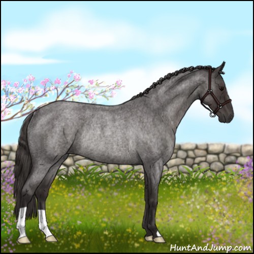 Horse Color:Smoky Blue Roan Rabicano 