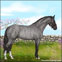 Horse Color:Smoky Blue Roan Rabicano 