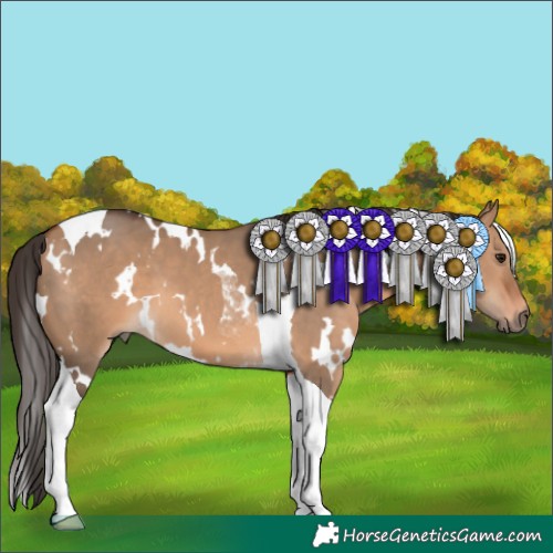 Horse Color:White Spotted Bay Dun Tobiano 