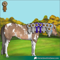 Horse Color:White Spotted Bay Dun Tobiano 