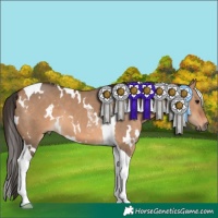 Horse Color:White Spotted Bay Dun Tobiano