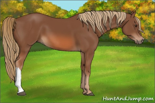 Horse Color:Chestnut 