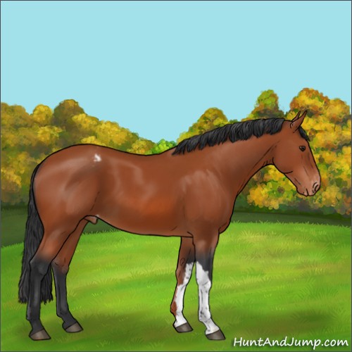 Horse Color:Brown Appaloosa 