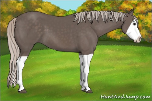 Horse Color:Silver Black Splash 