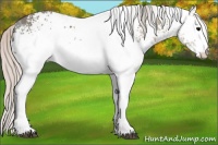 Horse Color:White Spotted Silver Black Ice Splash 