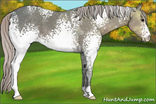 Horse Color:White Spotted Silver Black Ice 