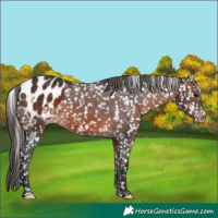 Horse Color:Brown Appaloosa 