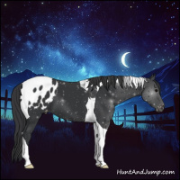 Horse Color:Black Tobiano Appaloosa 