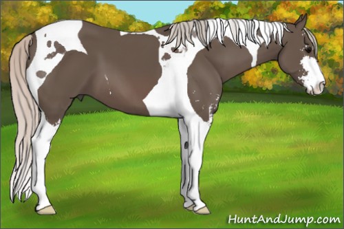 Horse Color:Silver Black Sabino Tobiano
