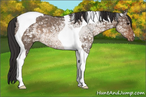 Horse Color:Brown Ice Roan Dun Tobiano Appaloosa 