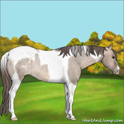Horse Color:Brown Dun Tobiano Appaloosa Rabicano 