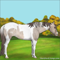 Horse Color:Brown Dun Tobiano Appaloosa Rabicano