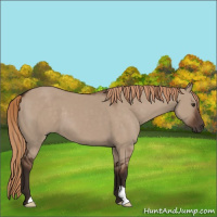 Horse Color:Liver Red Dun