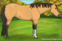 Horse Color:Buckskin Tobiano 