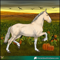 Horse Color:Palomino Roan Splash 