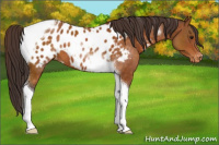 Horse Color:Buckskin Tobiano Near Leopard 