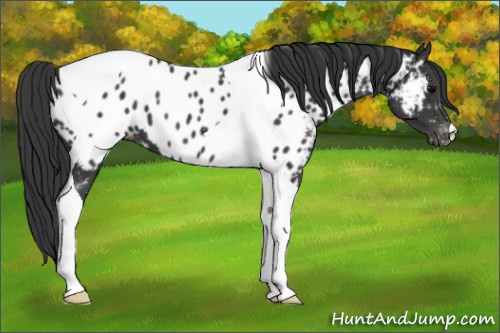 Horse Color:Black Tobiano Appaloosa 