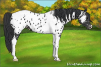 Horse Color:Black Tobiano Appaloosa 