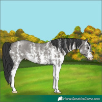 Horse Color:Grullo Sabino