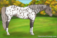 Horse Color:Silver Black Near Leopard 