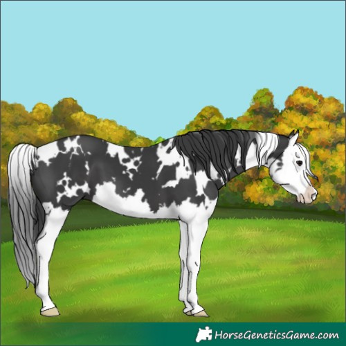 Horse Color:White Spotted Black Splash 