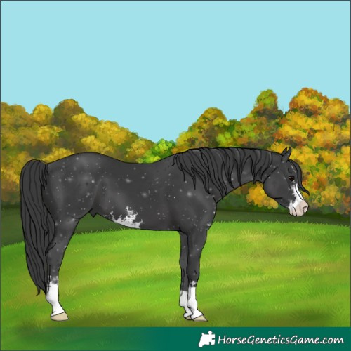 Horse Color:Black Sabino 