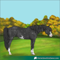 Horse Color:Black Sabino 