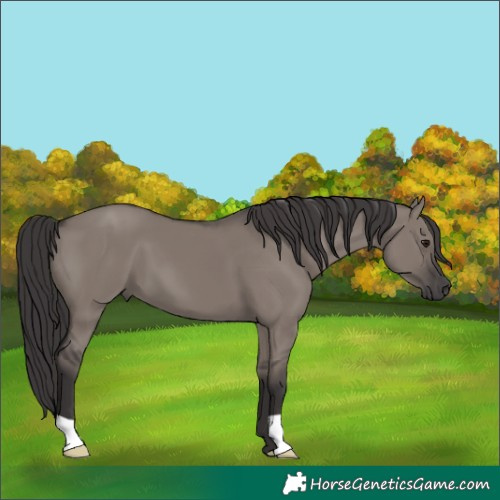 Horse Color:Smoky Grullo