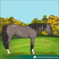 Horse Color:Smoky Grullo