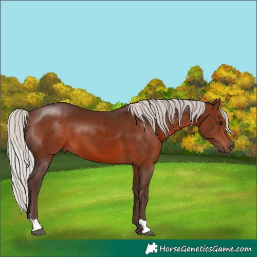 Horse Color:Silver Brown
