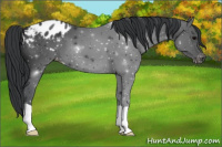 Horse Color:Black Appaloosa