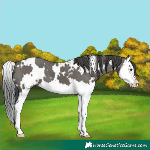 Horse Color:White Spotted Grullo Splash Appaloosa 