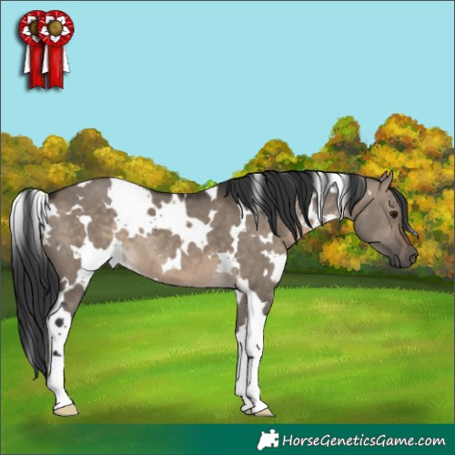 Horse Color:White Spotted Brown Dun 