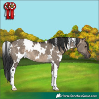 Horse Color:White Spotted Brown Dun 