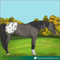 Horse Color:Grullo Appaloosa