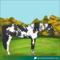 Horse Color:White Spotted Black 