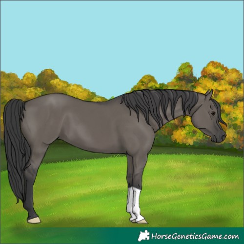 Horse Color:Grullo 