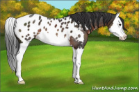 Horse Color:Brown Splash Appaloosa