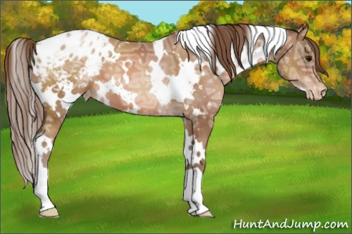 Horse Color:White Spotted Brown Ice Pearl Appaloosa 