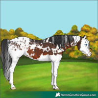 Horse Color:White Spotted Brown Splash Appaloosa 