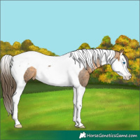 Horse Color:Buckskin Splash Tobiano Appaloosa 