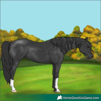 Horse Color:Black 